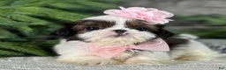 Shih Tzu dogs for sale: Cheer - Ad 3