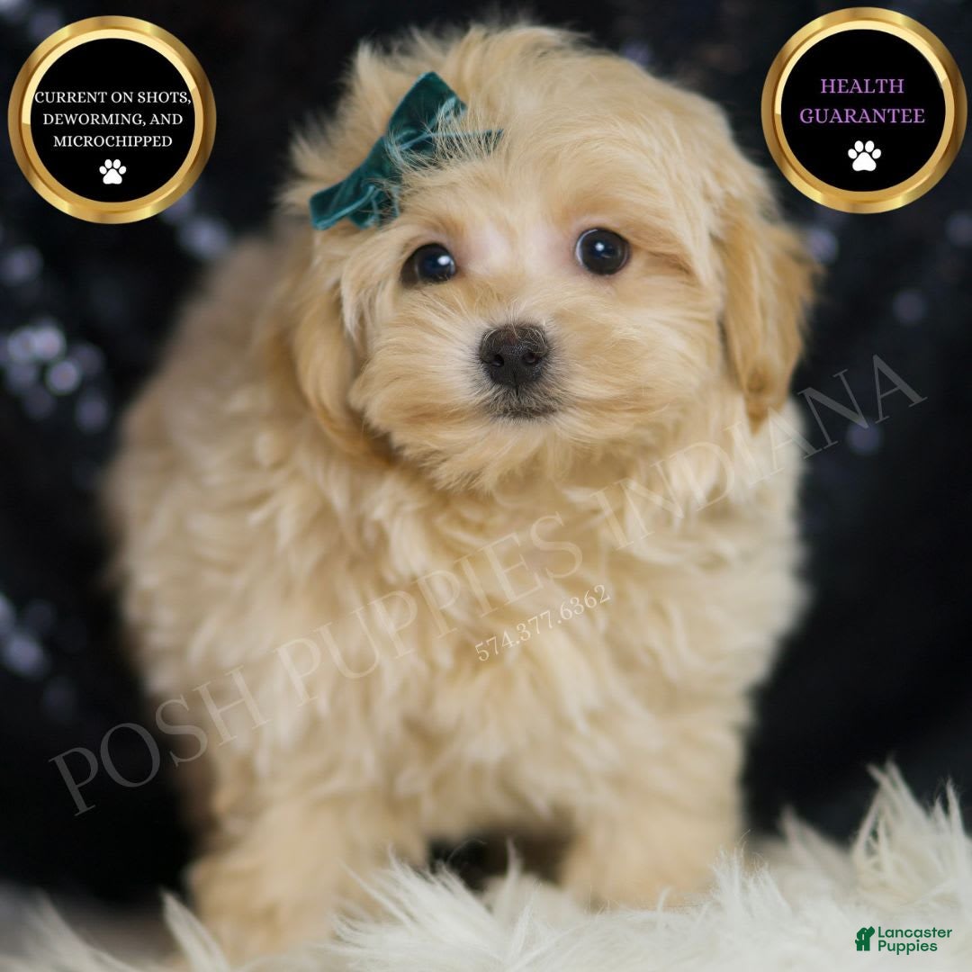 Teacup Maltipoo Maltipoo Breed Info Maltipoo Puppies For Sale