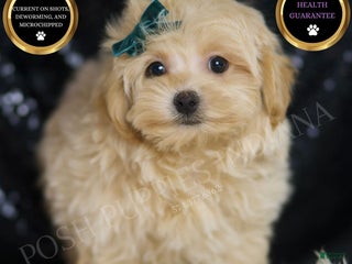Maltipoo dogs - Ad 14
