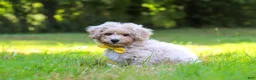 Bichpoo dogs for sale: Caleb - Ad 3
