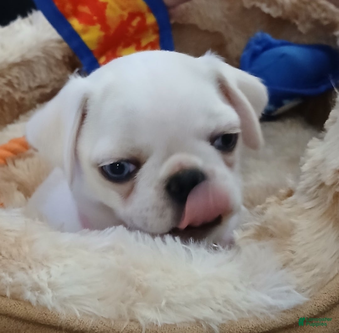 Pug dogs for sale: Layla - Ad 4