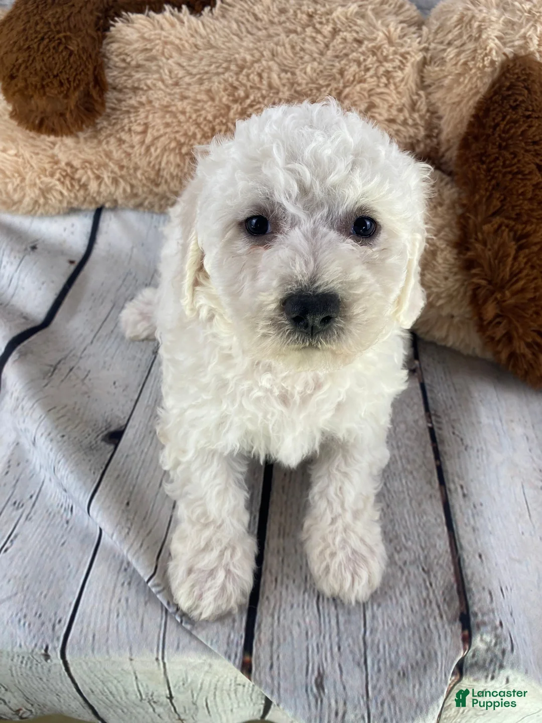 Bichon Frise dogs for sale: Stella - Ad 8