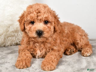 Goldendoodle dogs - Ad 16