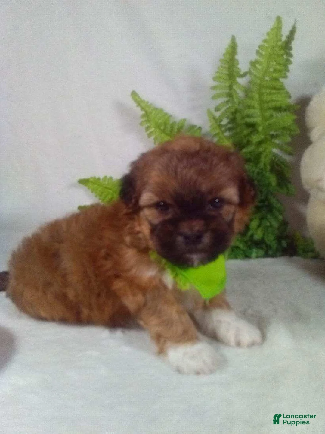 Shihpoo dogs for sale: King - Ad 2