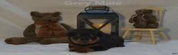 Rottweiler dogs for sale: Grey - Ad 5