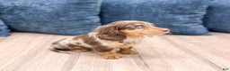 Miniature Dachshund dogs for sale: Cookie - Ad 4