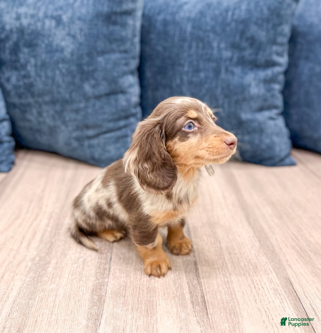 Miniature Dachshund dogs for sale: Cookie - Ad 4
