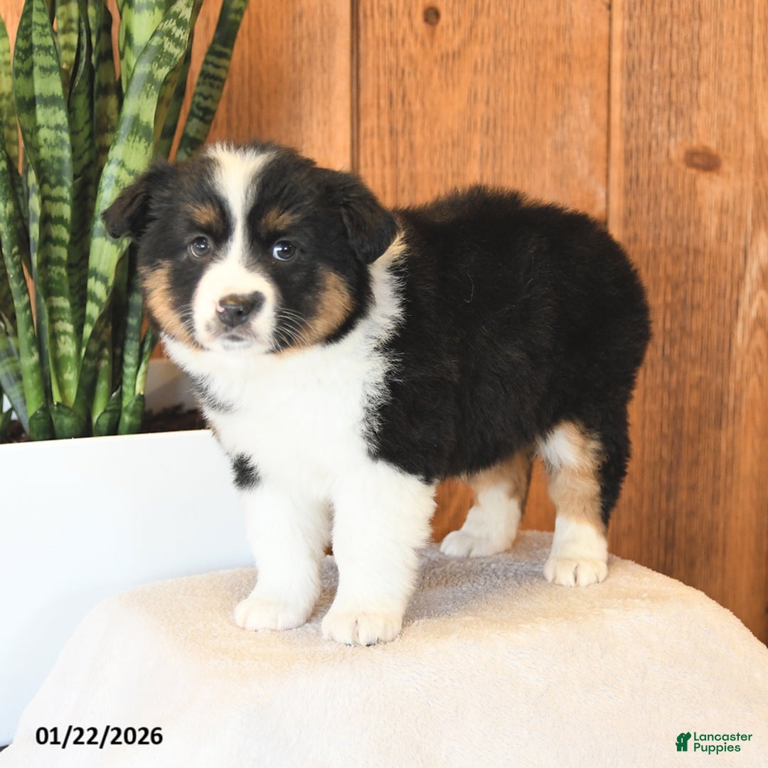 Miniature Australian Shepherd dogs for sale: Lady - Ad 4