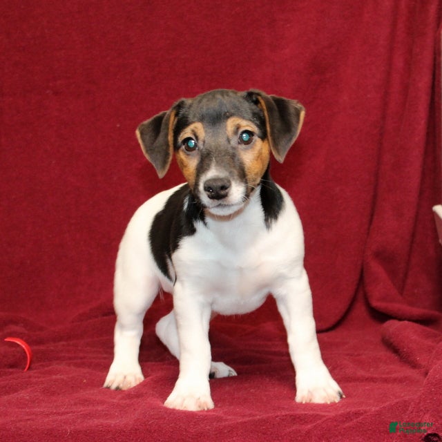 Jack Russell Terrier dogs Peppermint - Ad 2