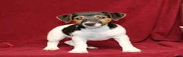 Jack Russell Terrier dogs for sale: Peppermint - Ad 2