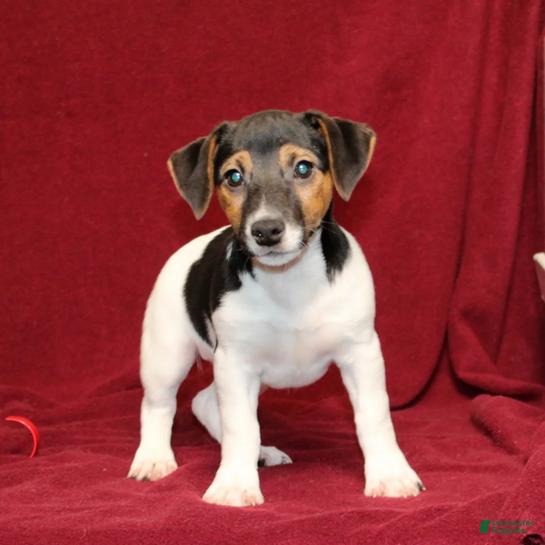 Jack Russell Terrier dogs for sale: Peppermint - Ad 2