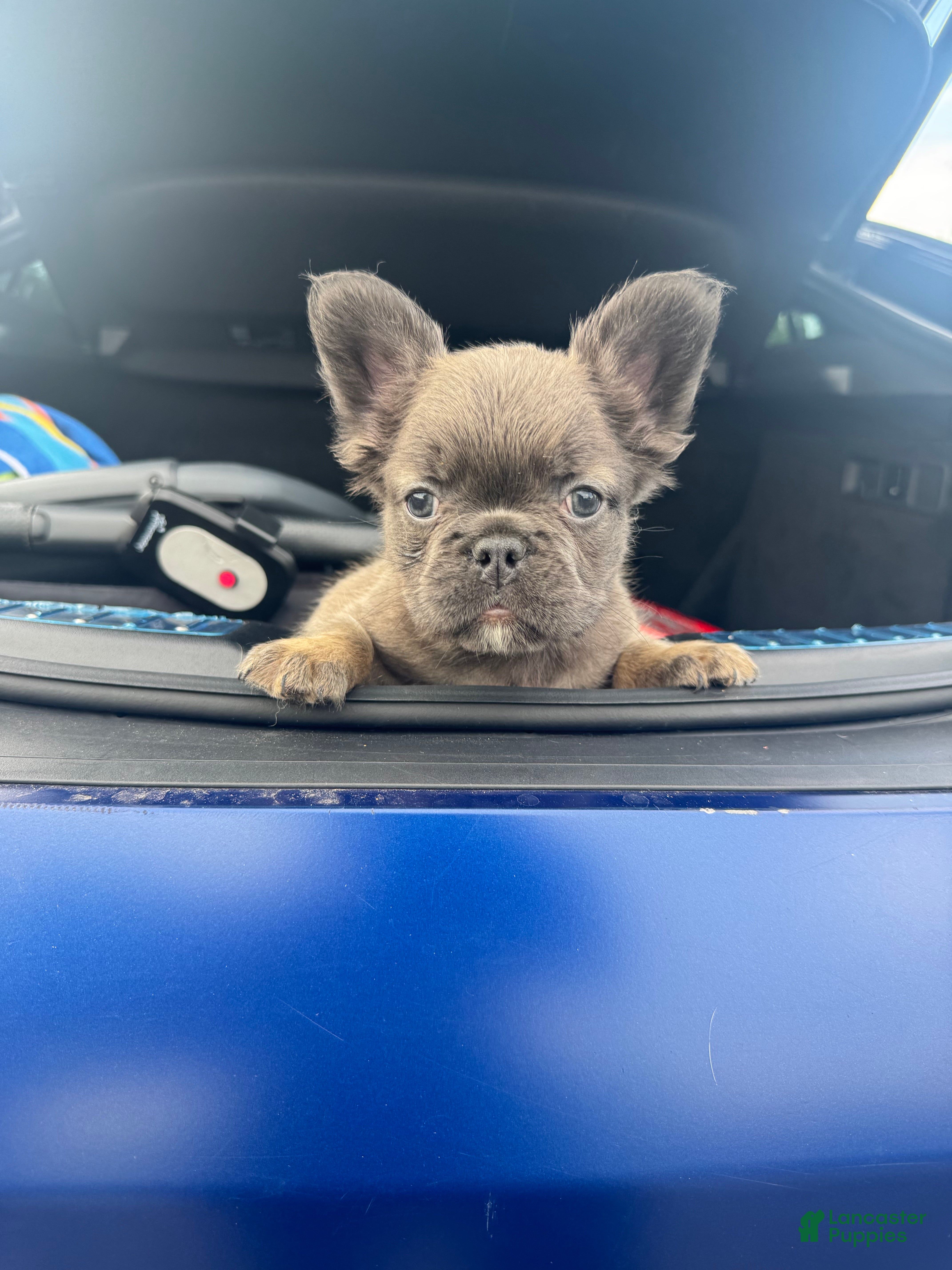 French Bulldog dogs French Bulldog 1 - Ad 25