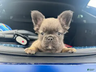 French Bulldog dogs French Bulldog 1 - Ad 42