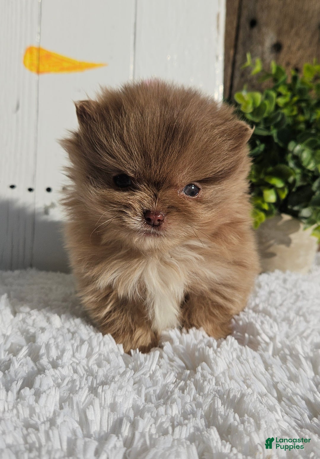 Pomeranian dogs for sale: Tessa - Ad 3