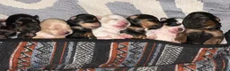 Shorkie dogs for sale: Sniper  - Ad 4