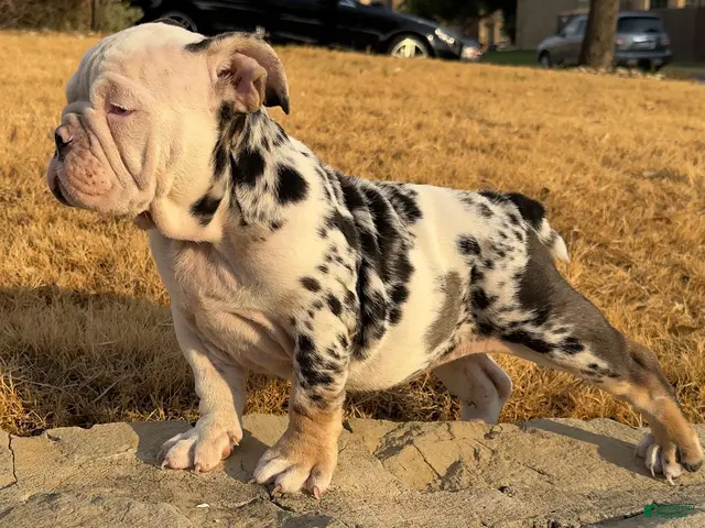 English Bulldog dogs for sale: Cupcakes - Ad 2