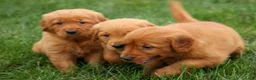 Golden Retriever dogs for sale: Quincy💙 - Ad 25