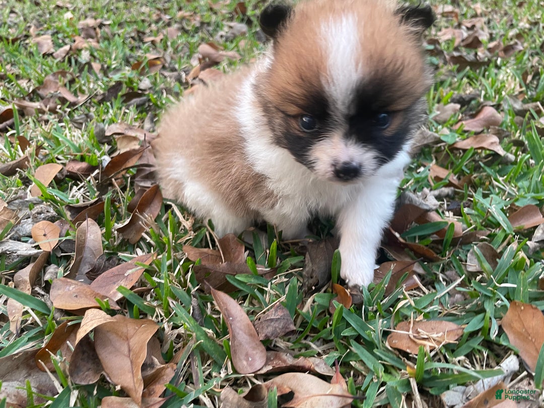 Pomeranian dogs for sale: Pomeranian Puppy 1 - Ad 5