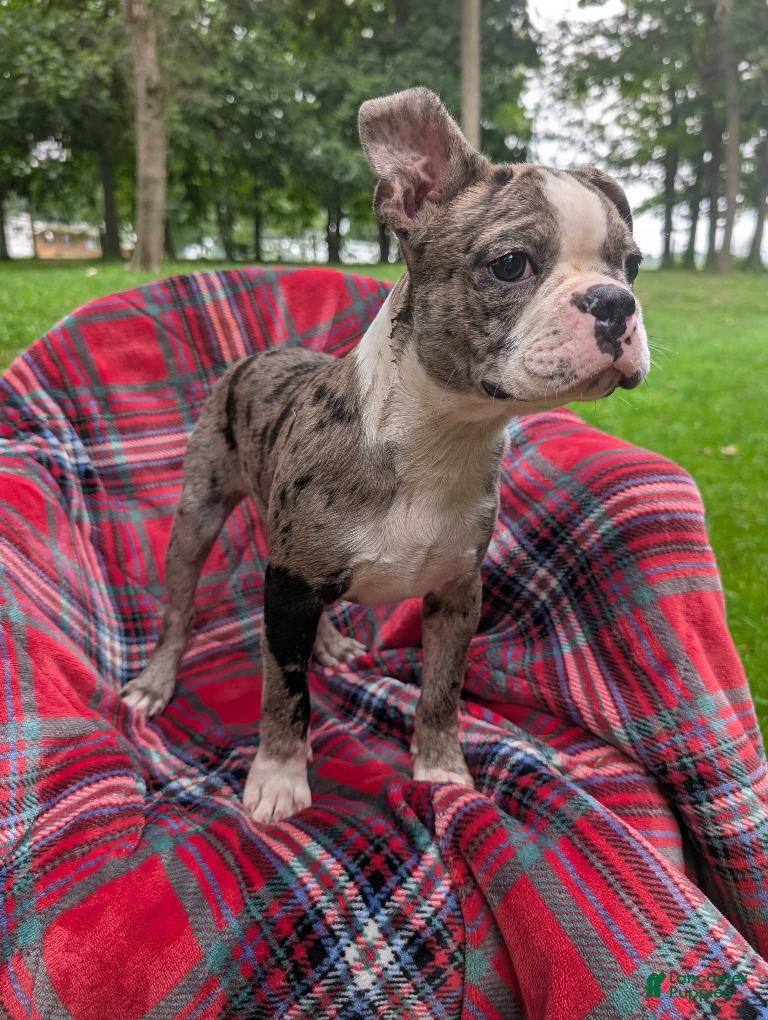 Frenchton dogs Johny - Ad 1
