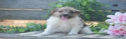 Jackapoo dogs for sale: Elora - Ad 7