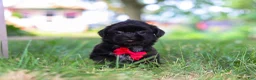 Shih Tzu dogs for sale: Finn - Ad 4