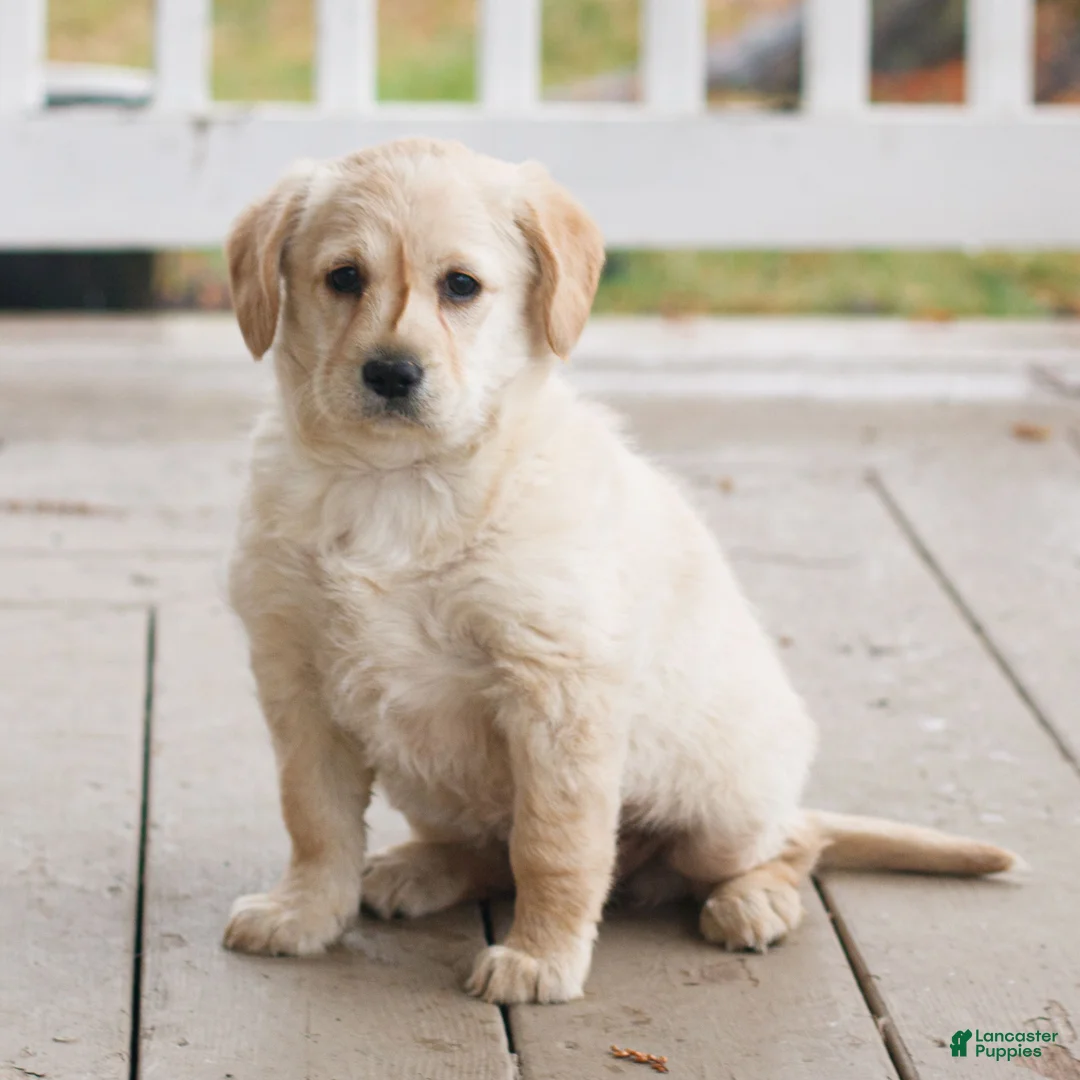 Labradoodle dogs for sale: Cinnamon  - Ad 1