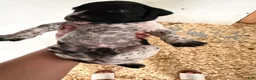 German Shorthaired Pointer dogs for sale: Female  - Ad 1