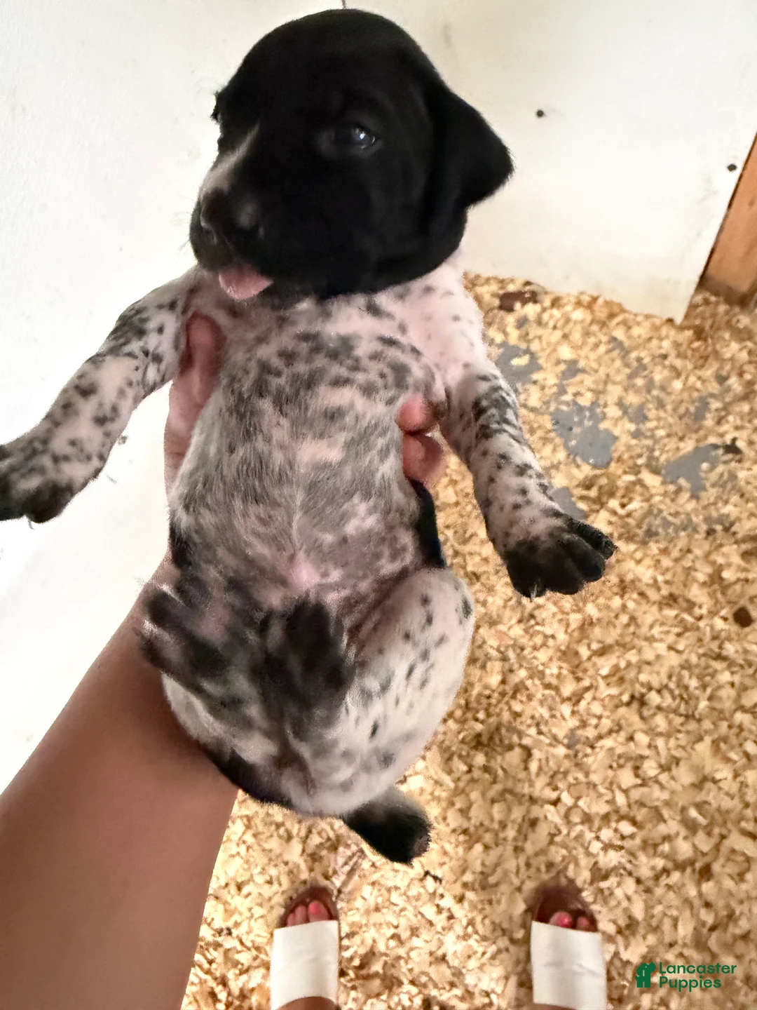 German Shorthaired Pointer dogs for sale: Female  - Ad 1