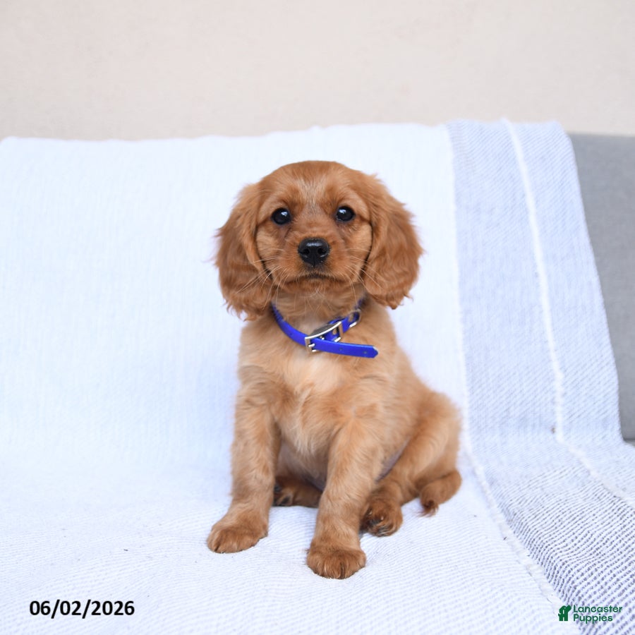 Miniature Golden Retriever dogs Blaze - Ad 2