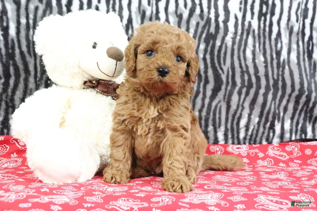 Mini Goldendoodle dogs for sale: Bouncer - Ad 2