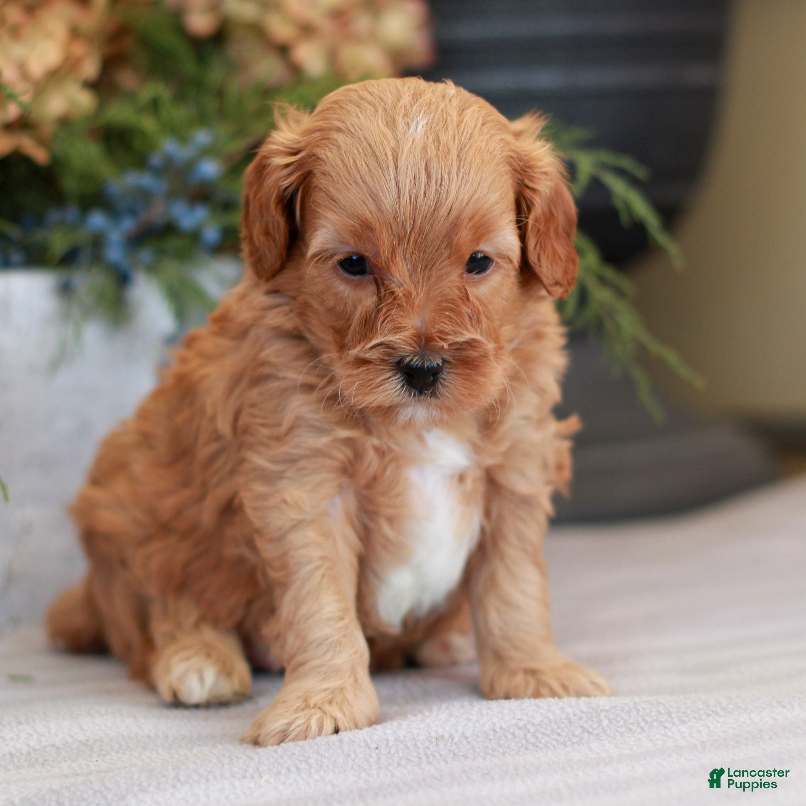 Cavapoo dogs Maverick  - Ad 38
