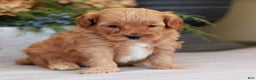 Cavapoo dogs for sale: Maverick  - Ad 1