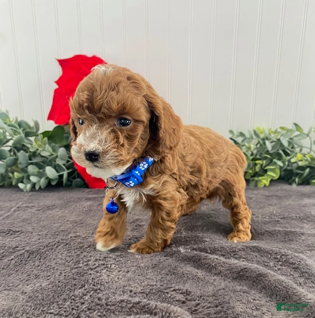 Toy Poodle dogs for sale: Koda - Ad 3