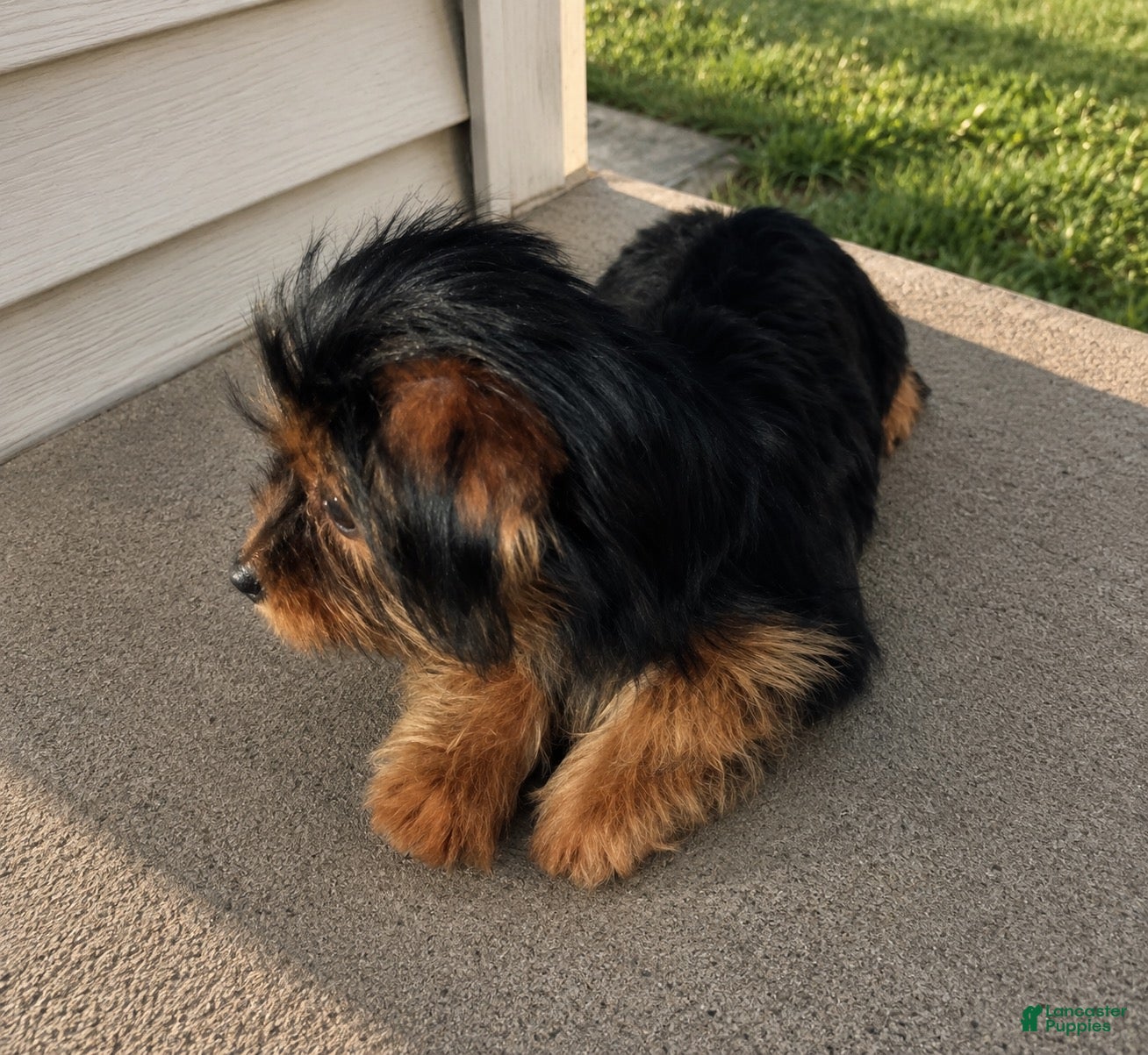 Yorkshire Terrier dogs Amiri - Ad 19