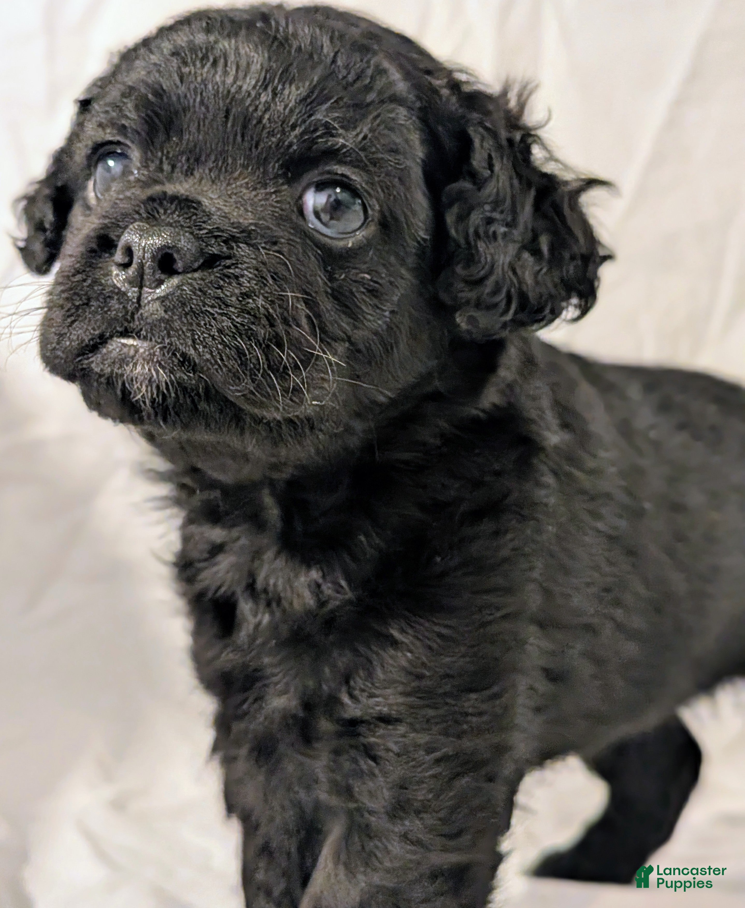 Mixed Breed dogs Coalie - Ad 1