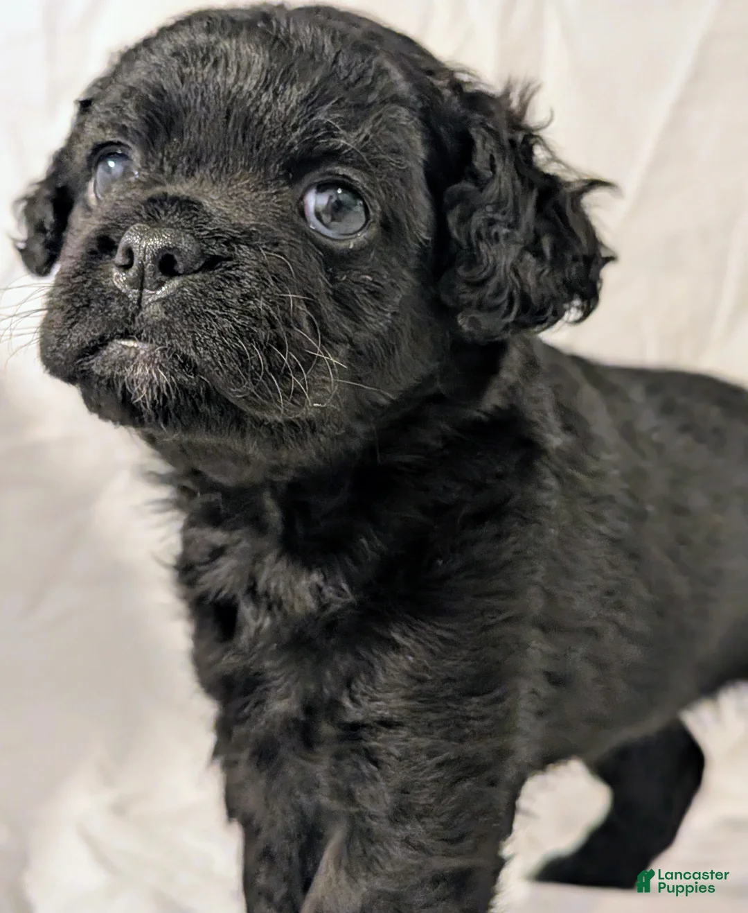 Mixed Breed dogs for sale: Coalie - Ad 1