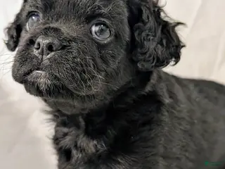 Mixed Breed dogs for sale: Coalie - Ad 2