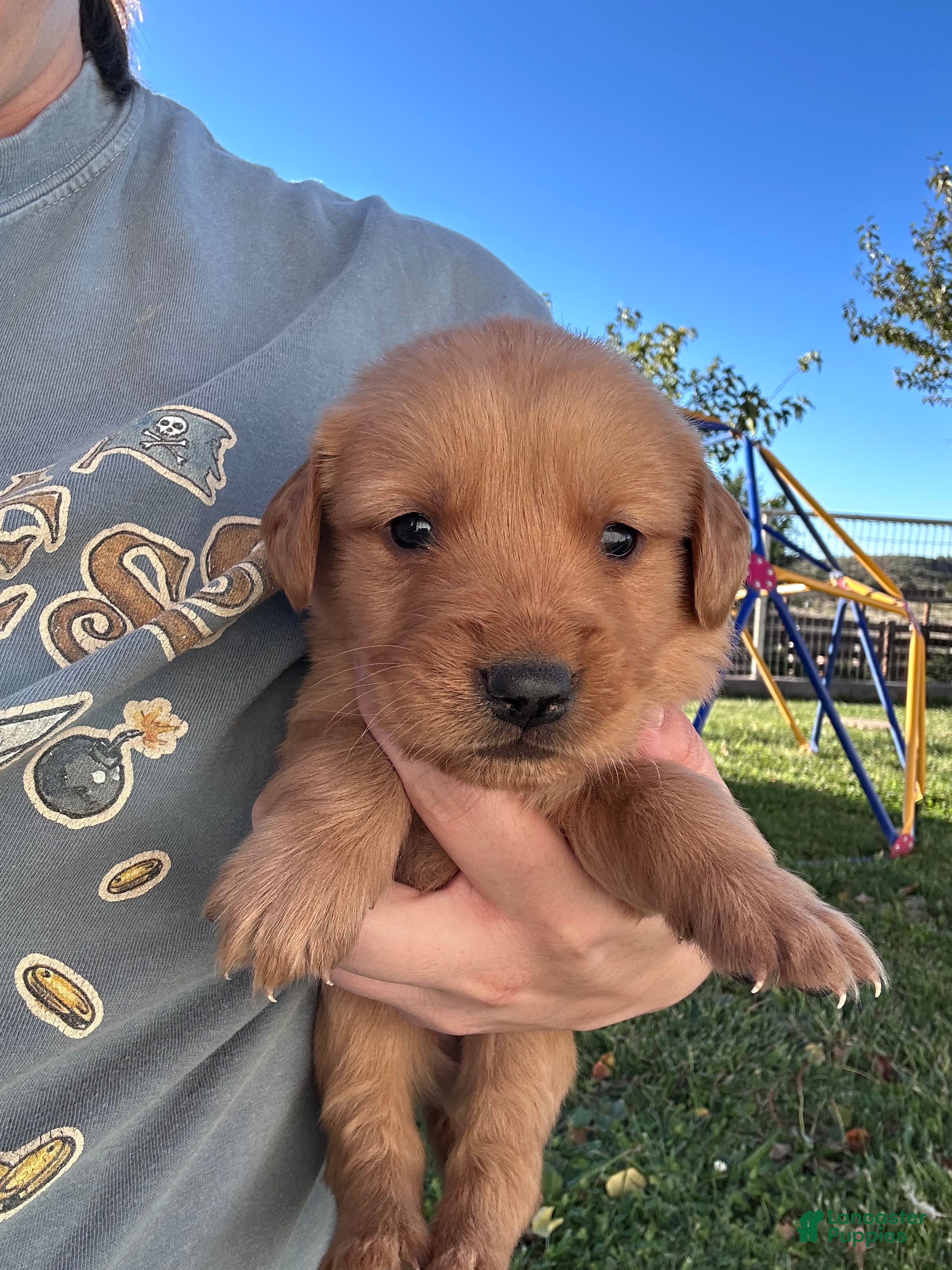 Golden Retriever dogs for sale: Jake (blue) - Ad 1
