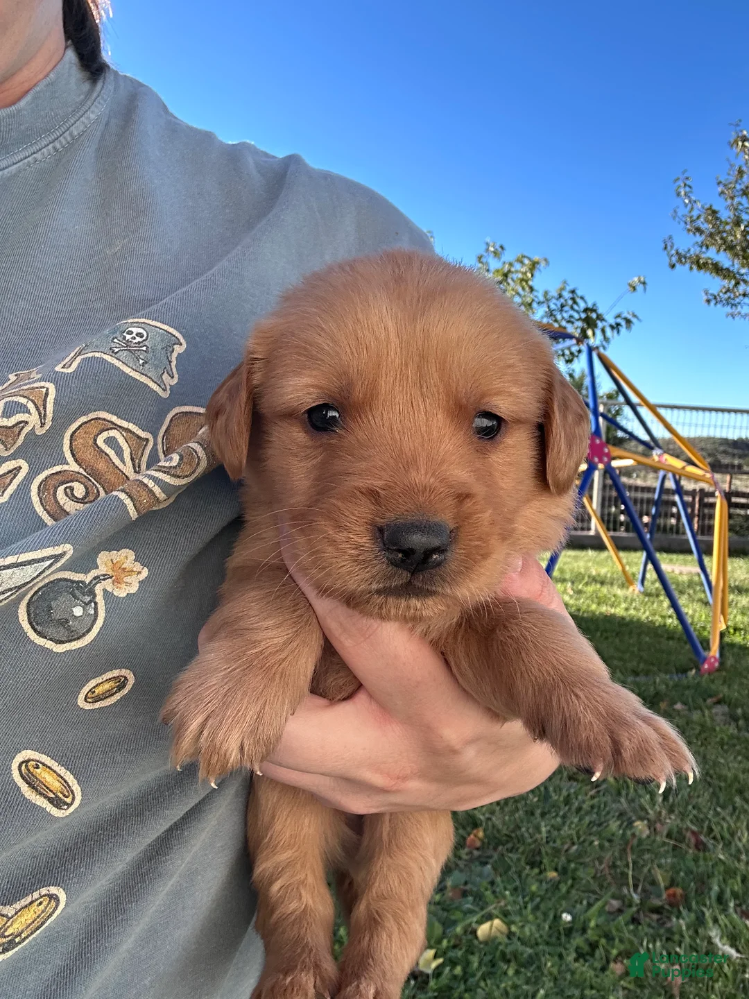 Golden Retriever dogs for sale: Jake (blue) - Ad 1