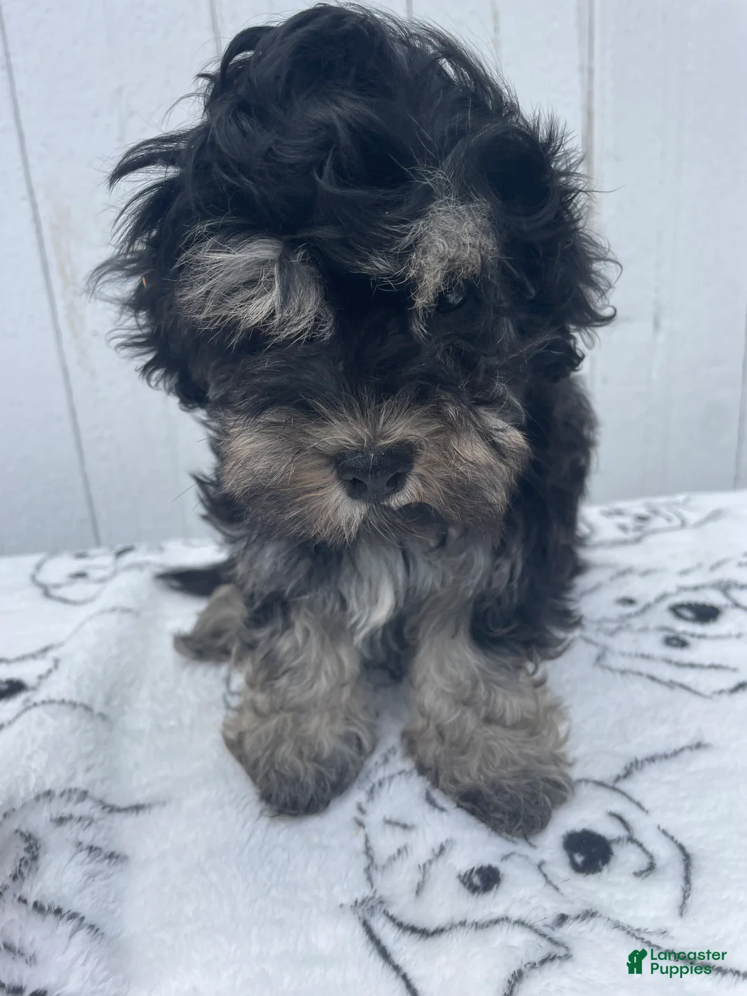 Havanese dogs for sale: Louie - Ad 2
