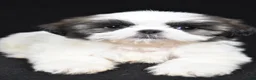Shih Tzu dogs for sale: Gwen - Ad 3