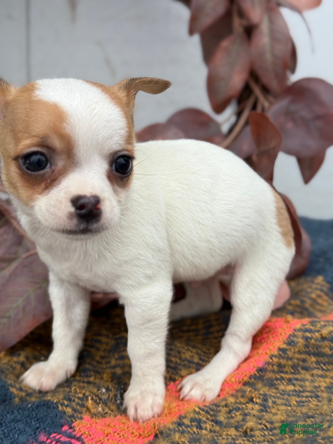 Chihuahua dogs for sale: Beany - Ad 14
