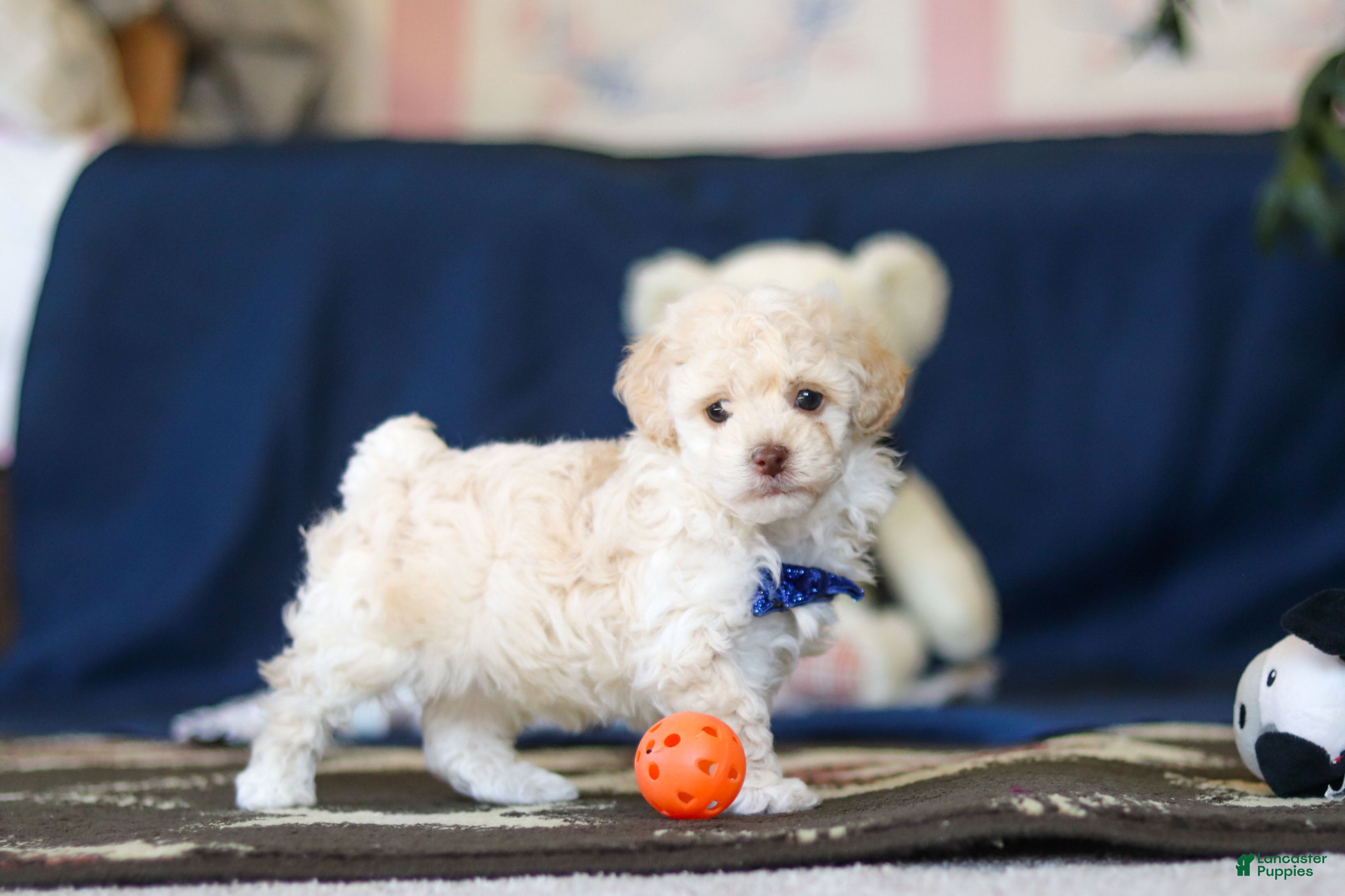 Toy Poodle dogs Biscuit - Ad 2