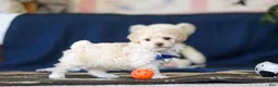 Toy Poodle dogs for sale: Biscuit - Ad 2