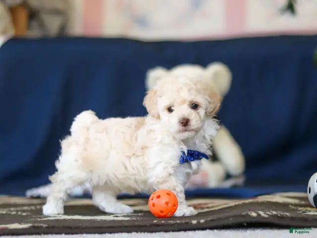 Toy Poodle dogs Biscuit - Ad 2