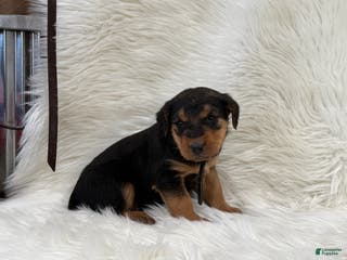 Airedale Terrier dogs Felicity Airedale Terrier Puppy 1 - Ad 4