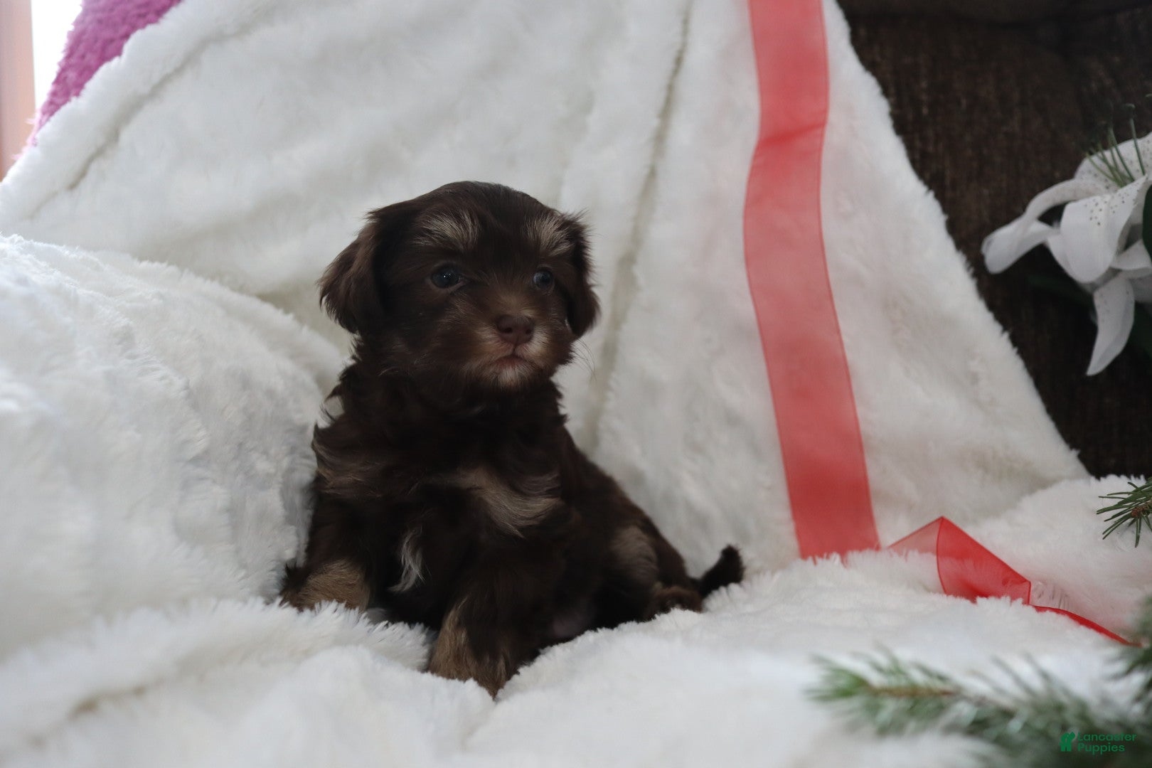 Havanese dogs Chocolate - Ad 5