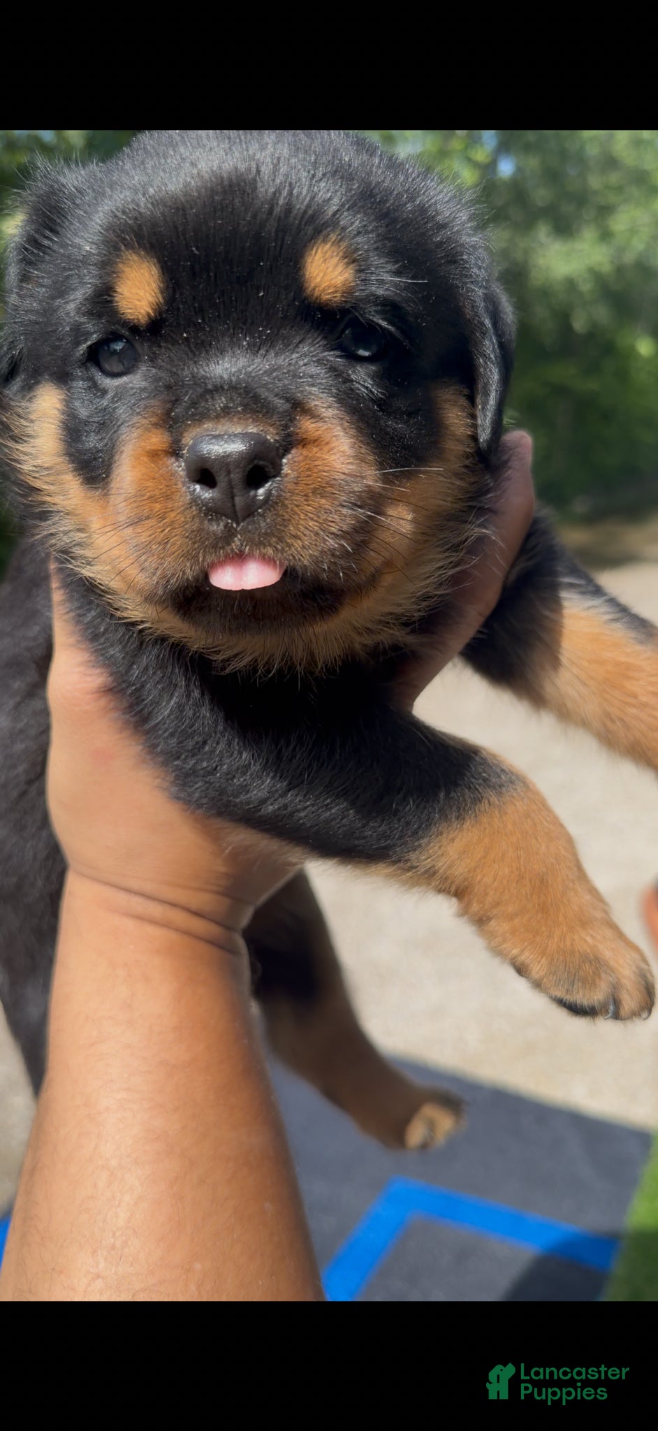 Rottweiler dogs Maximus Jr - Red Collar  - Ad 2