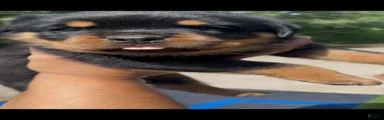 Maximus Jr - Red Collar 