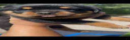 Rottweiler dogs for sale: Maximus Jr - Red Collar  - Ad 1